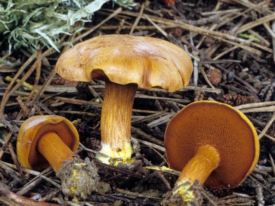 Масленок перечный (Chalciporus piperatus)