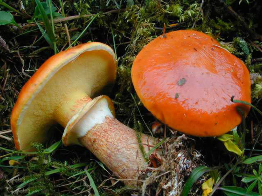 Масленок лиственничный Suillus grevillei