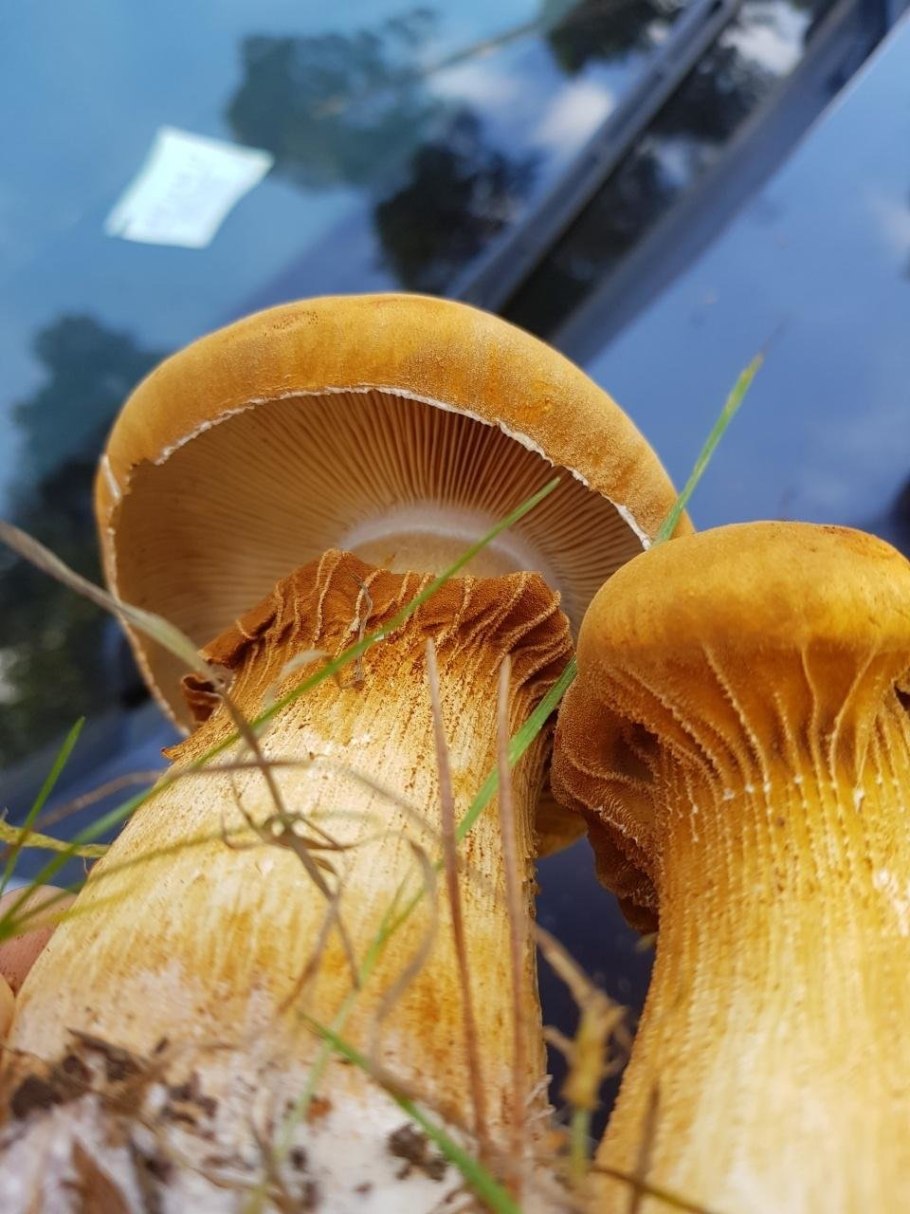 Гриб феолепиота золотистая