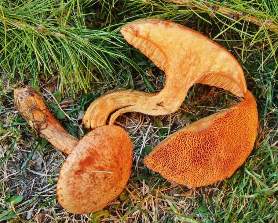 Маслёнок трентийский (Suillus tridentinus)