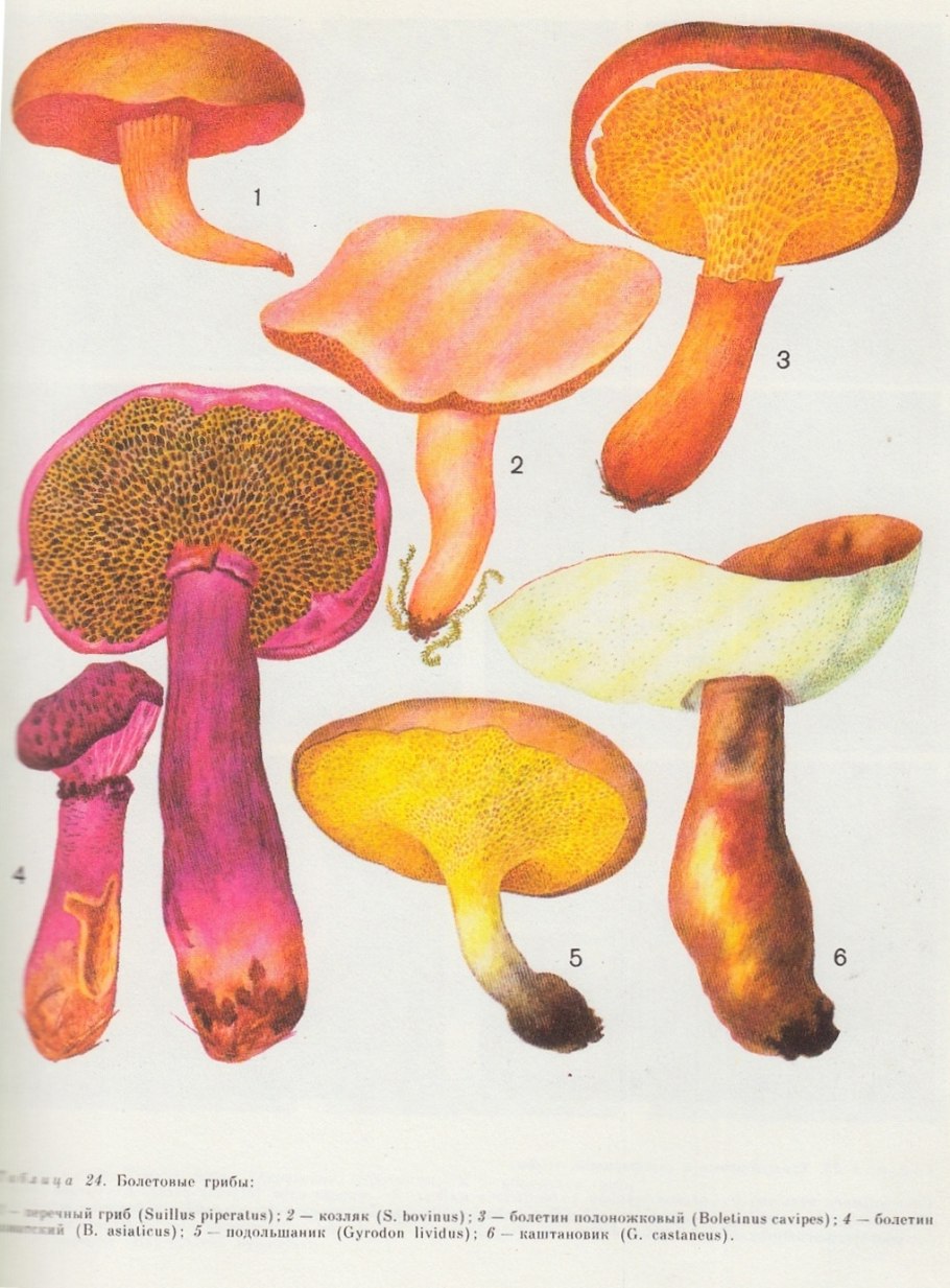 Лаковица большая