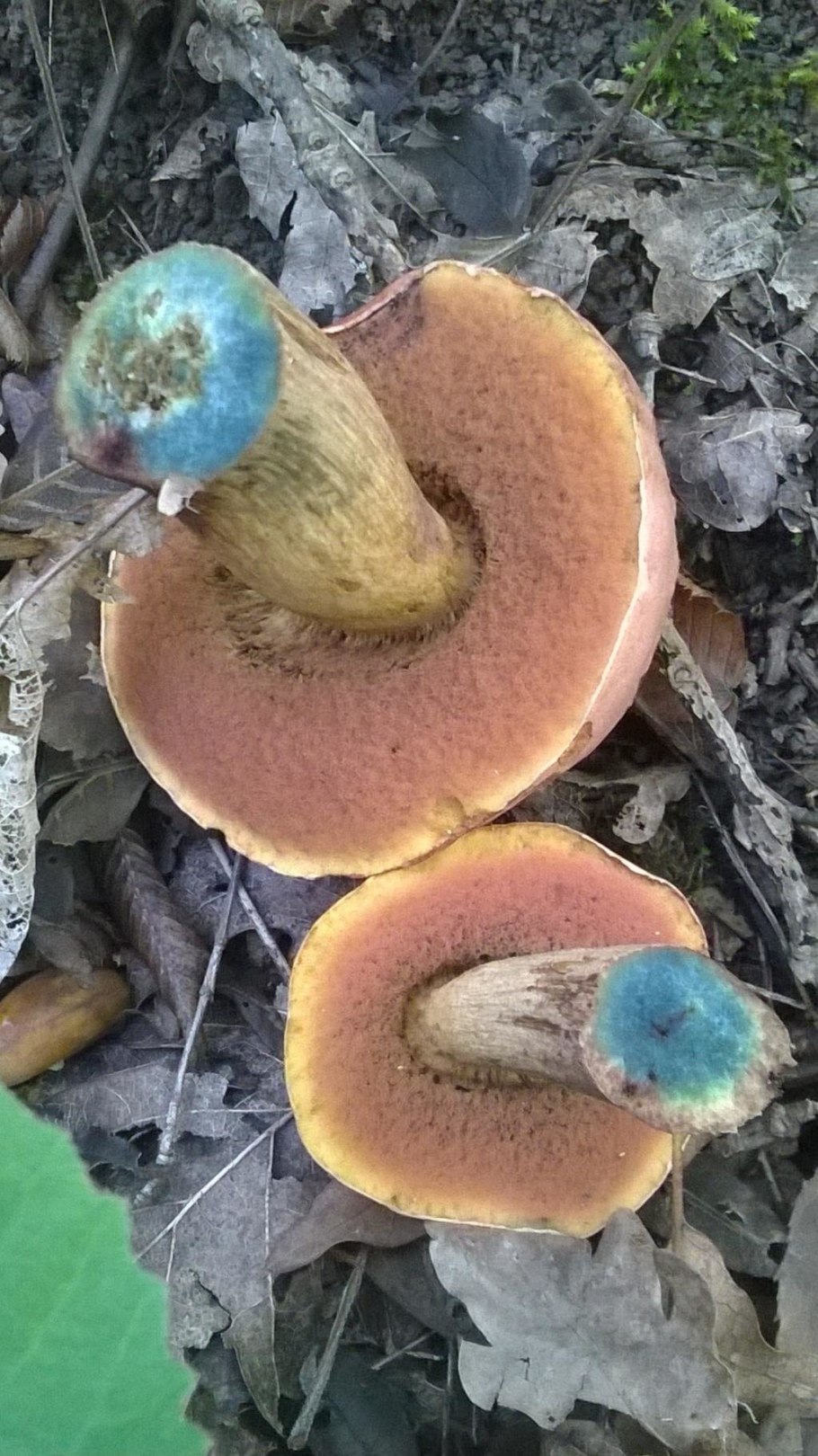 Трубчатые грибы