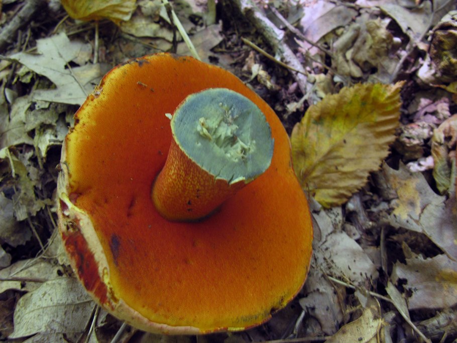 Боровик Ле Галь