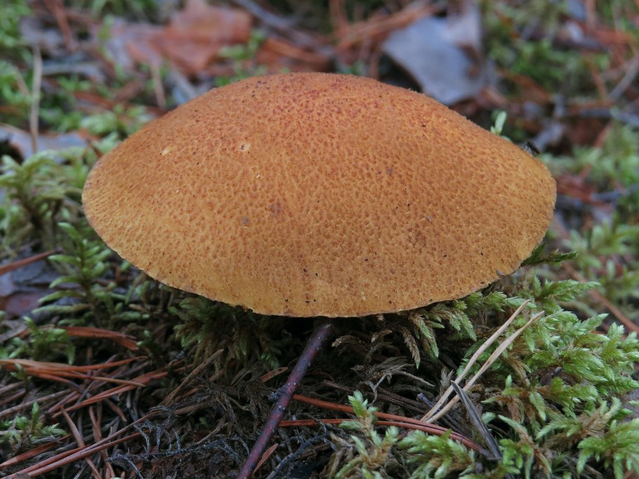 Трубчатые грибы Ленинградской области