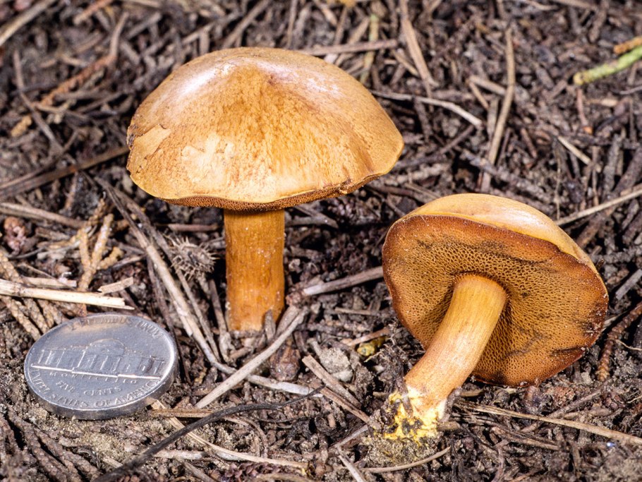 Polyporus brumalis