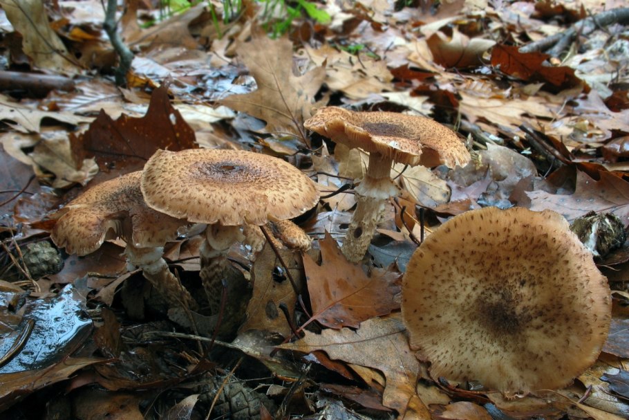 Опёнок толстоногий (Armillaria lutea)