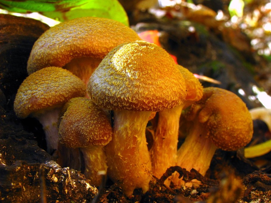Опёнок толстоногий (Armillaria lutea)