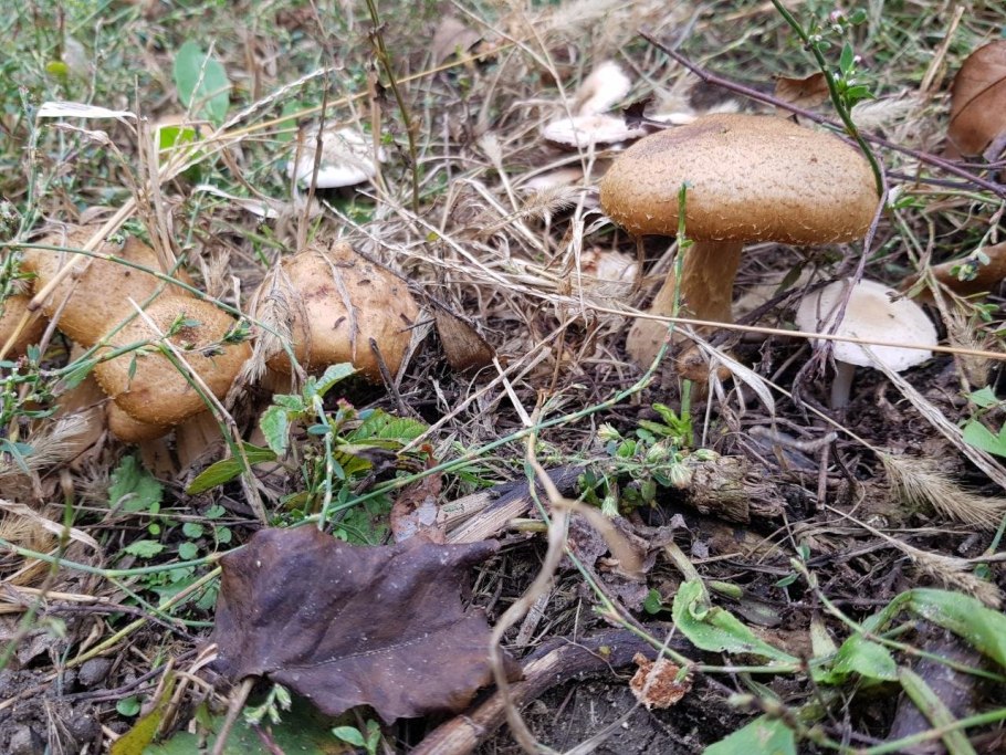 Armillaria gallica
