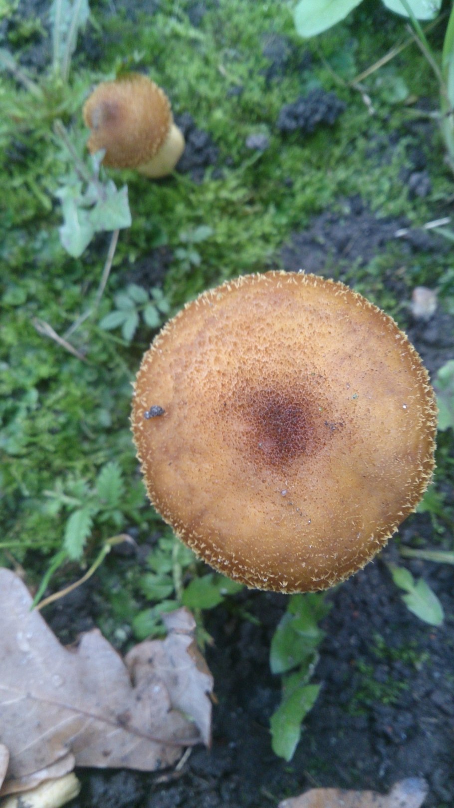 Опенок толстоногий Armillaria Gallica