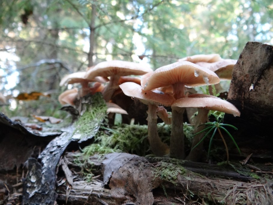 Опёнок толстоногий (Armillaria lutea)