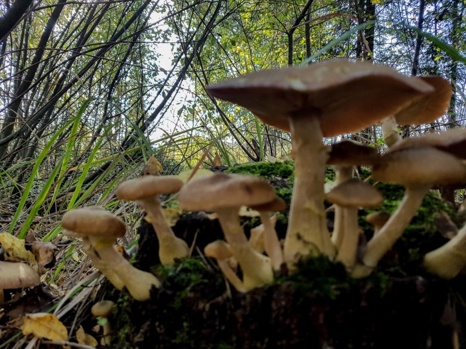 Опёнок толстоногий (Armillaria lutea)