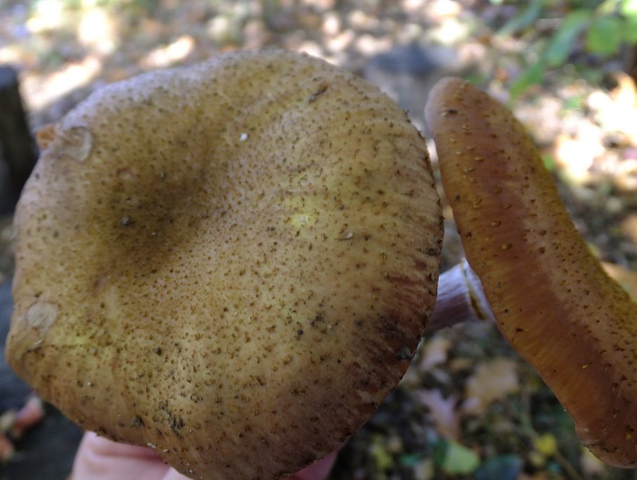 Опёнок толстоногий (Armillaria lutea)