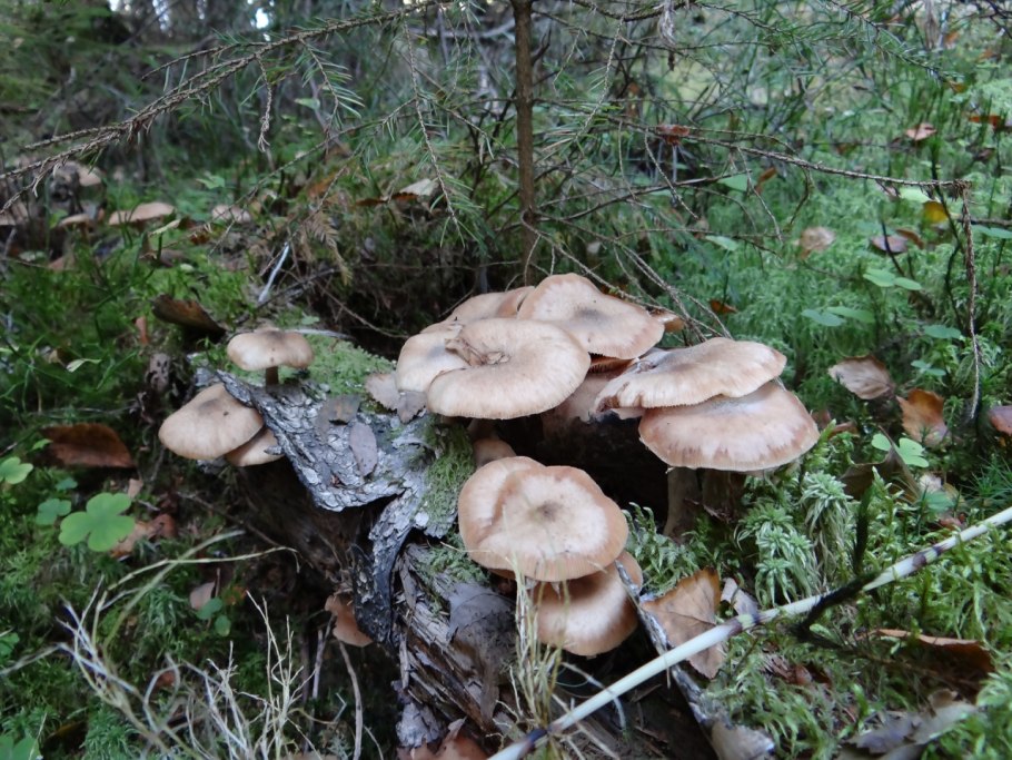 Armillaria Gallica