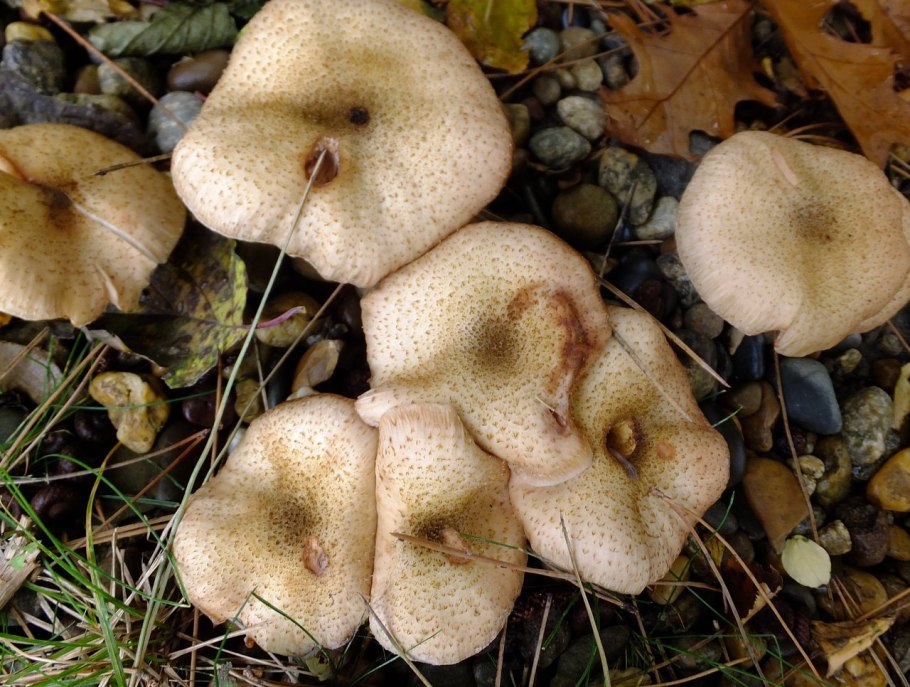 Опёнок толстоногий (Armillaria lutea)