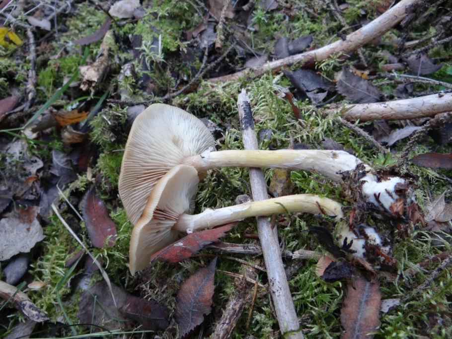 Галлика (Armillaria Gallica)