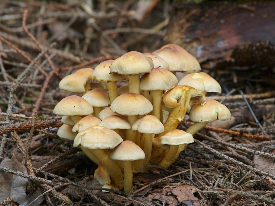 Опенок луковицеобразный (Armillaria bulbosa)