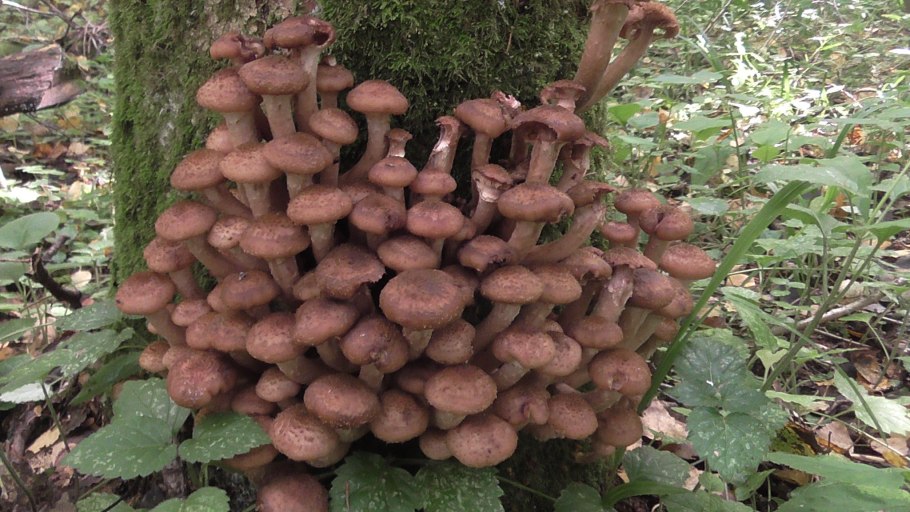 Опенок толстоногий Armillaria Gallica