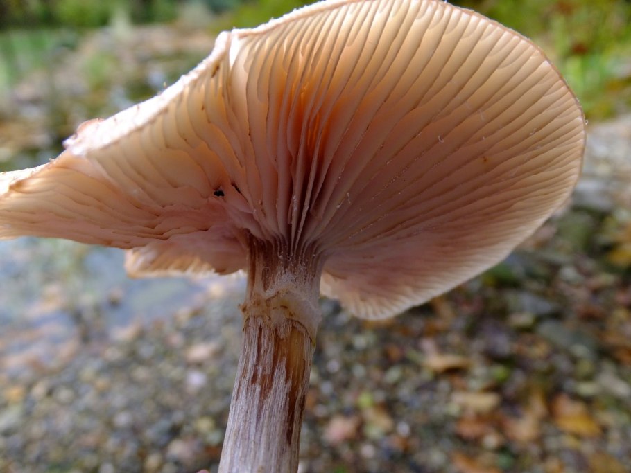 Armillaria Gallica
