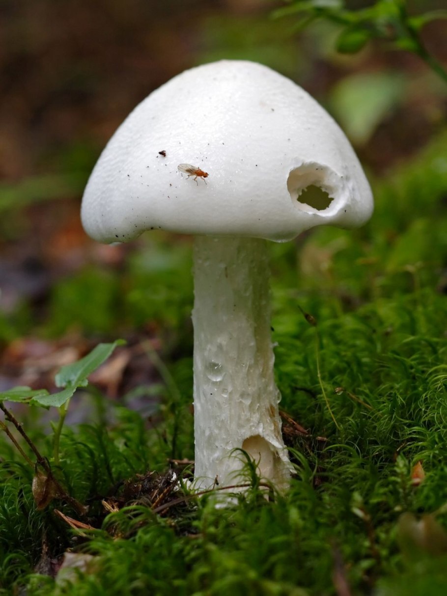 Мухомор белый (Amanita Verna)