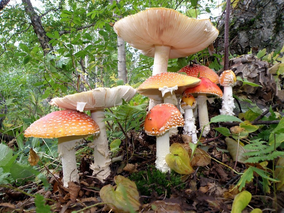 Рядовка ядовитая (Tricholoma pardinum)