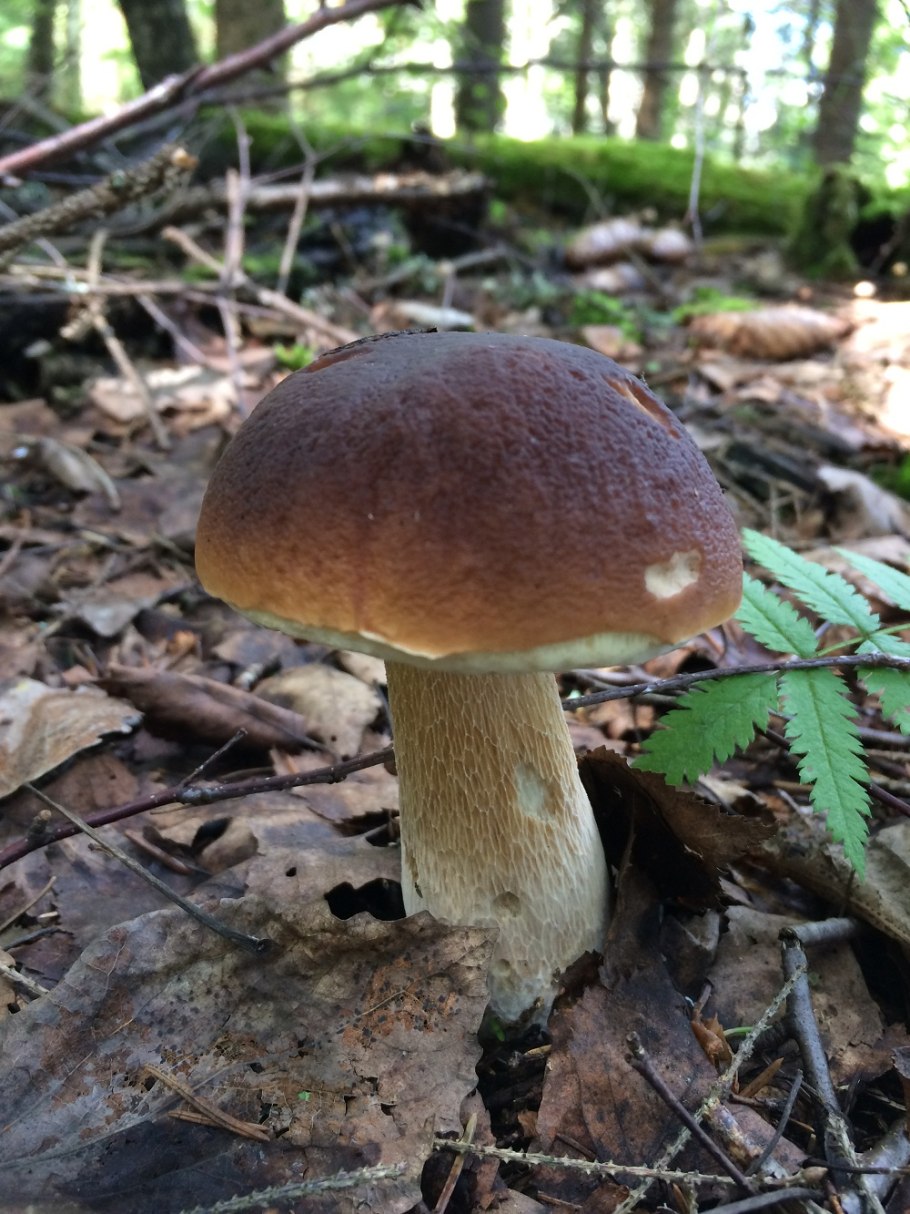 Amanita rubescens (мухомор краснеющий)
