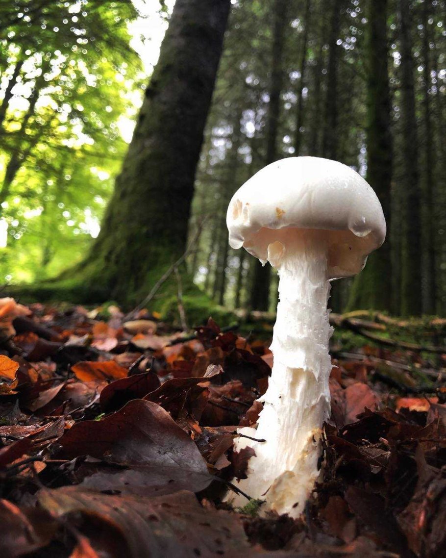 Бледная поганка Крымская