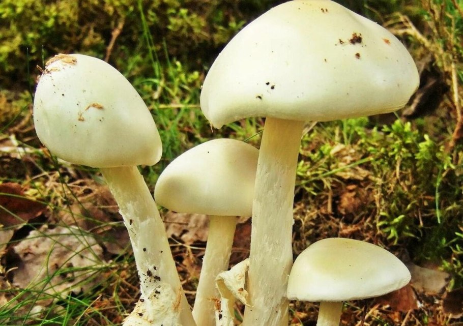 Белая поганка мухомор вонючий