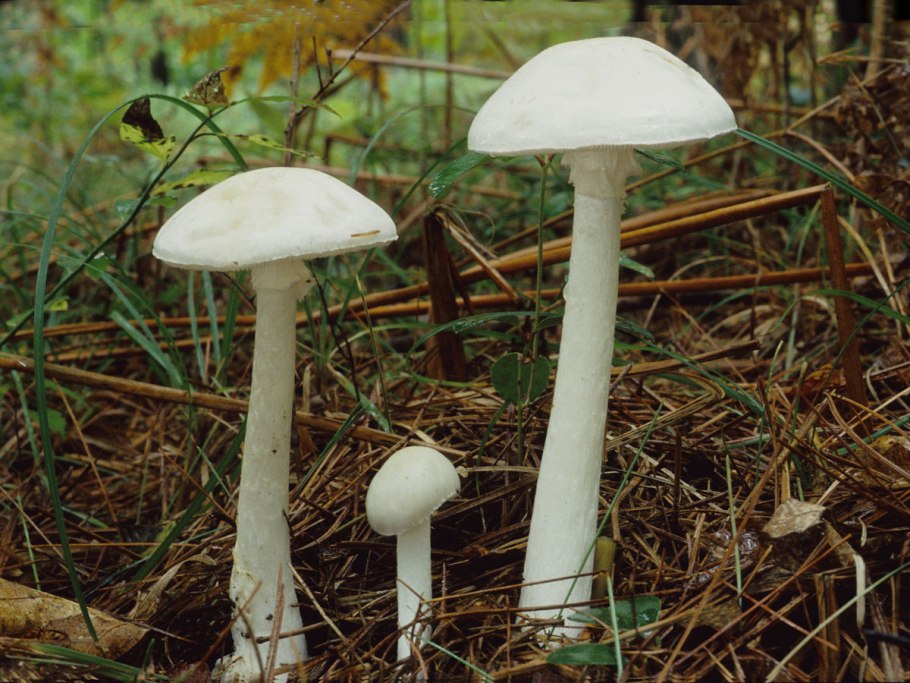 Tylopilus felleus