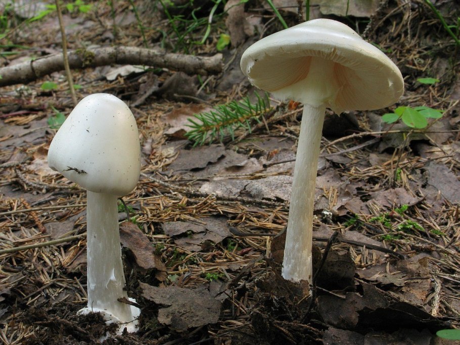 Amanita virosa гриб