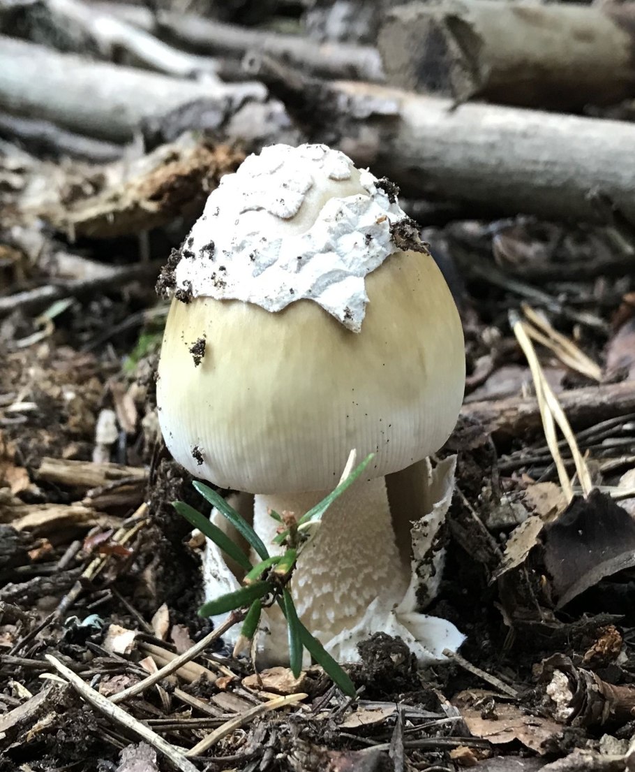 Мухомор весенний (Amanita Verna)