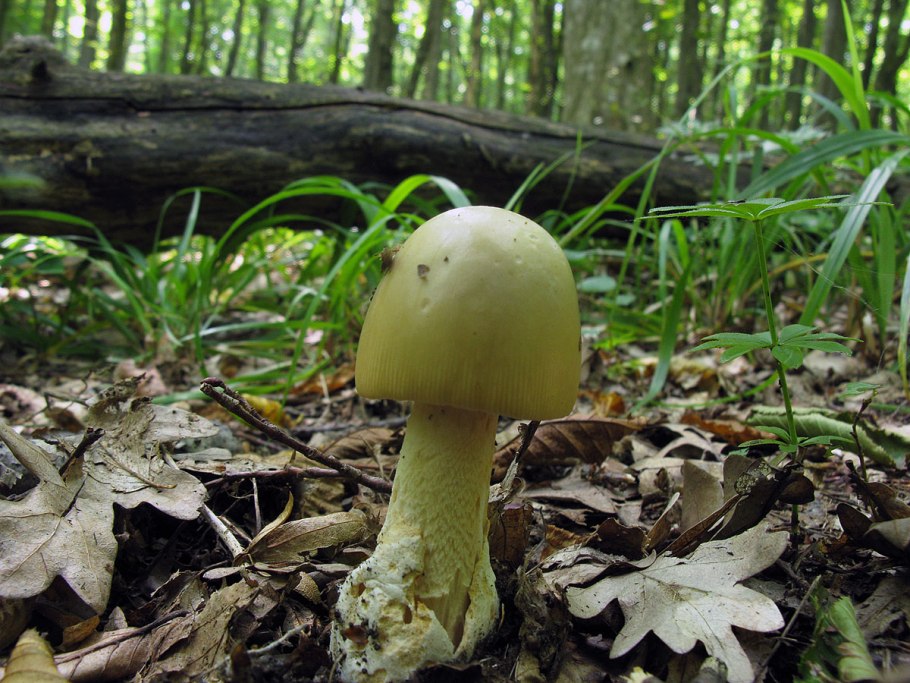 Бледная поганка гриб