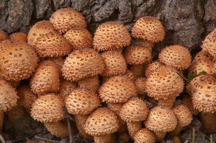 Опёнок Королевский (Pholiota)
