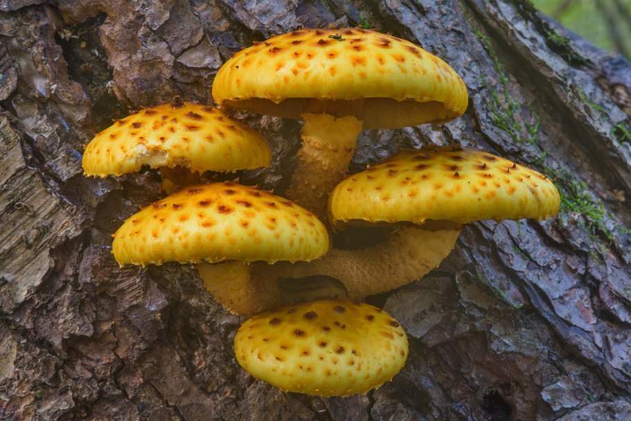 Чешуйчатка золотистая (Pholiota aurivella)