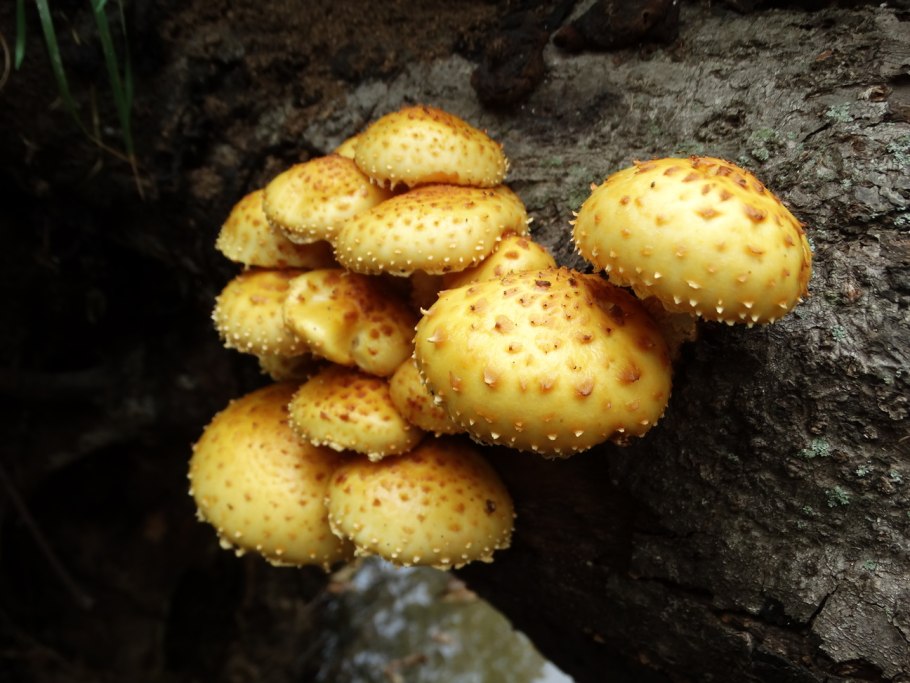 Чешуйчатка золотистая (Pholiota aurivella)