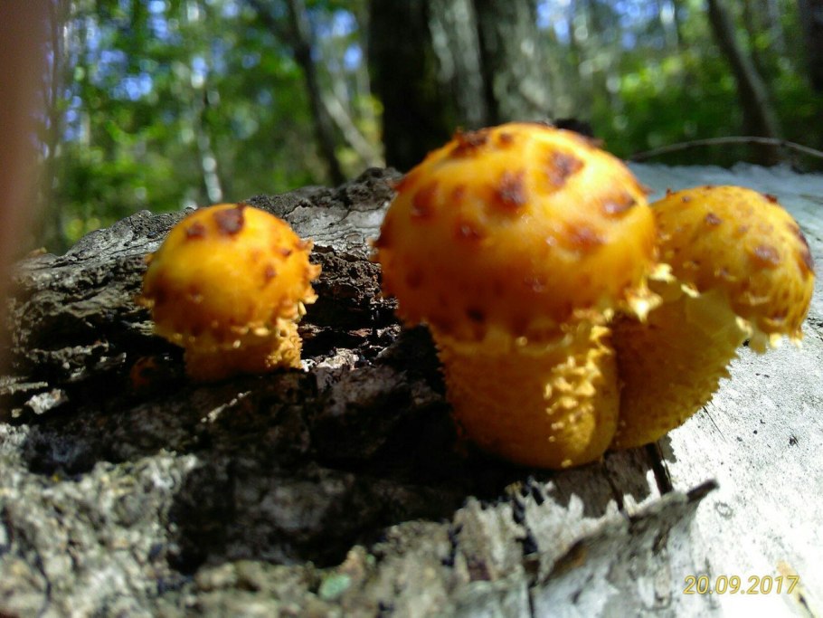 Чешуйчатка золотистая pholiota aurivella