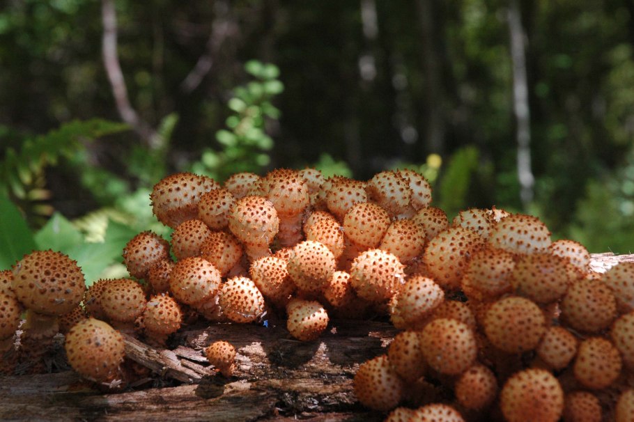 Чешуйчатка обыкновенная Pholiota squarrosa