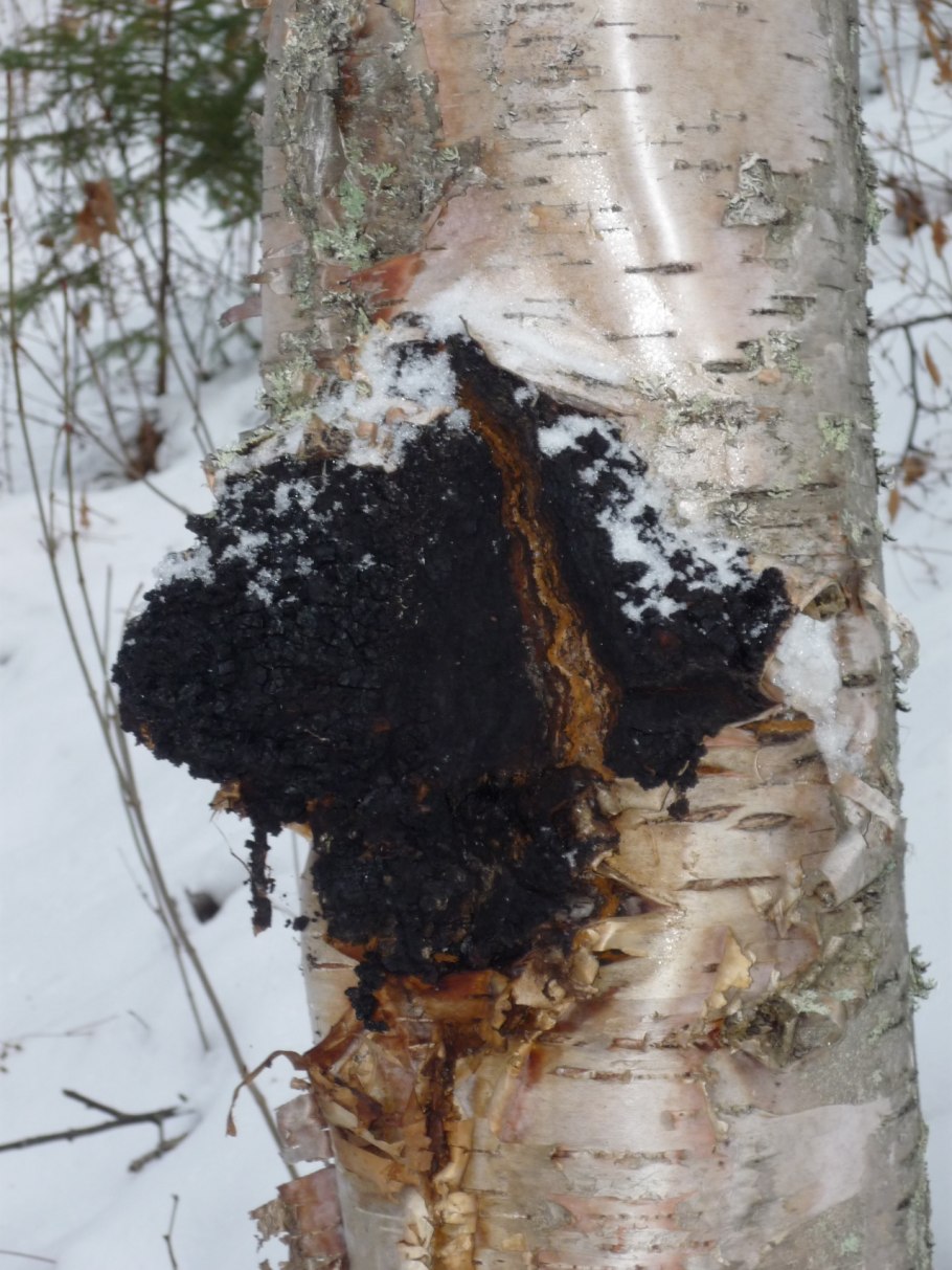 Чага (березовый гриб)