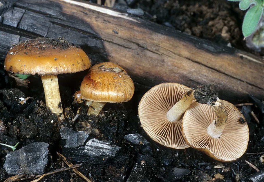 Чешуйчатка гаревая