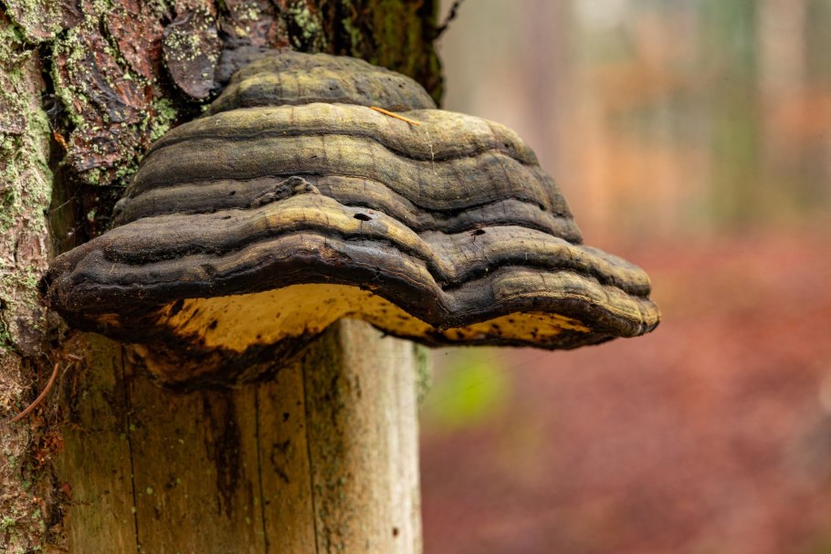 Бондарцев трутовые грибы