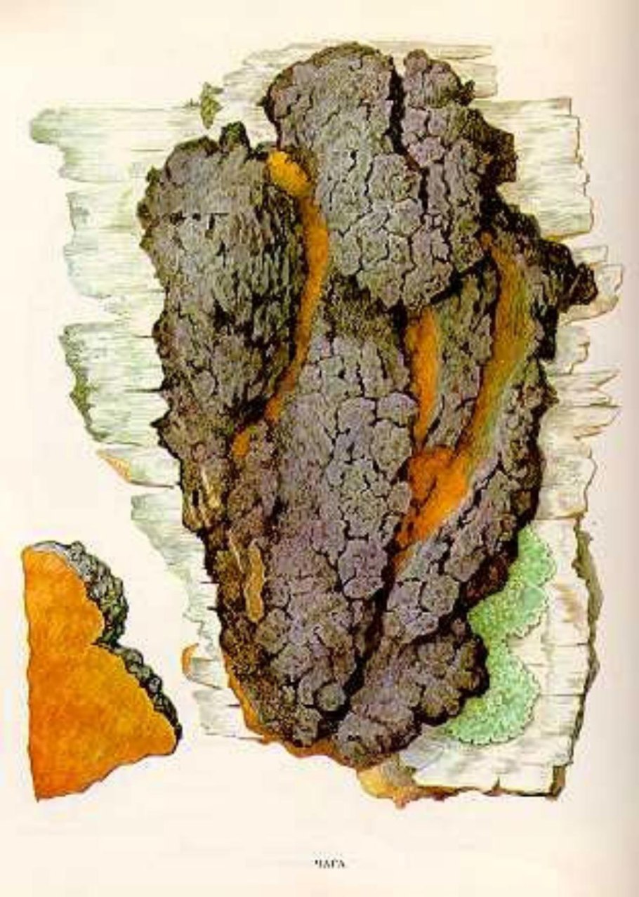 Чага Березовая Фармакогнозия