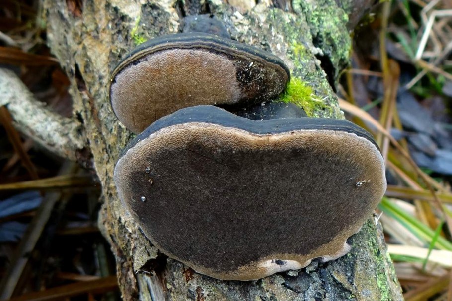 Ложный трутовик Phellinus igniarius