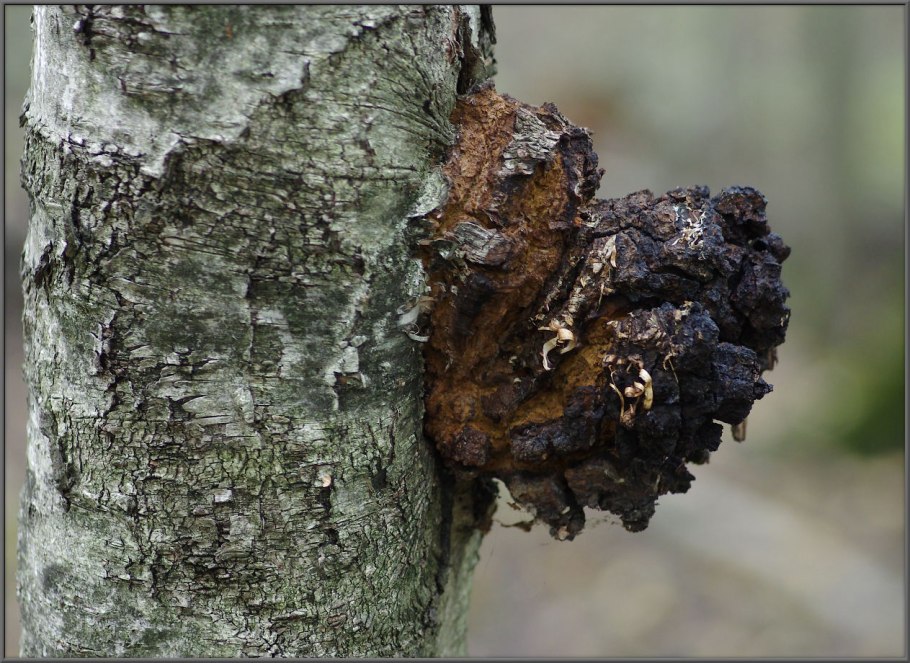 Чага дубовая