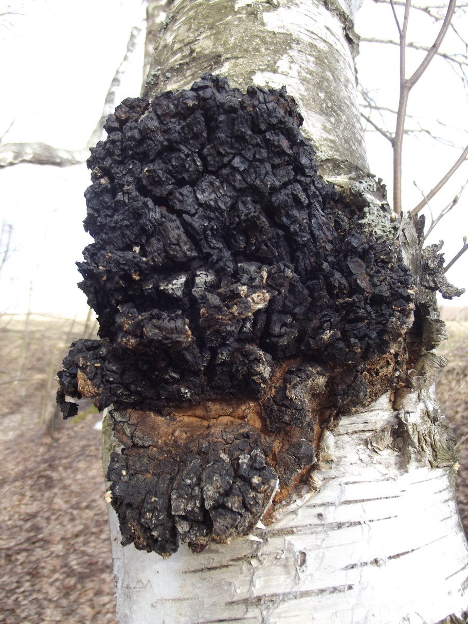 Чага на Березе