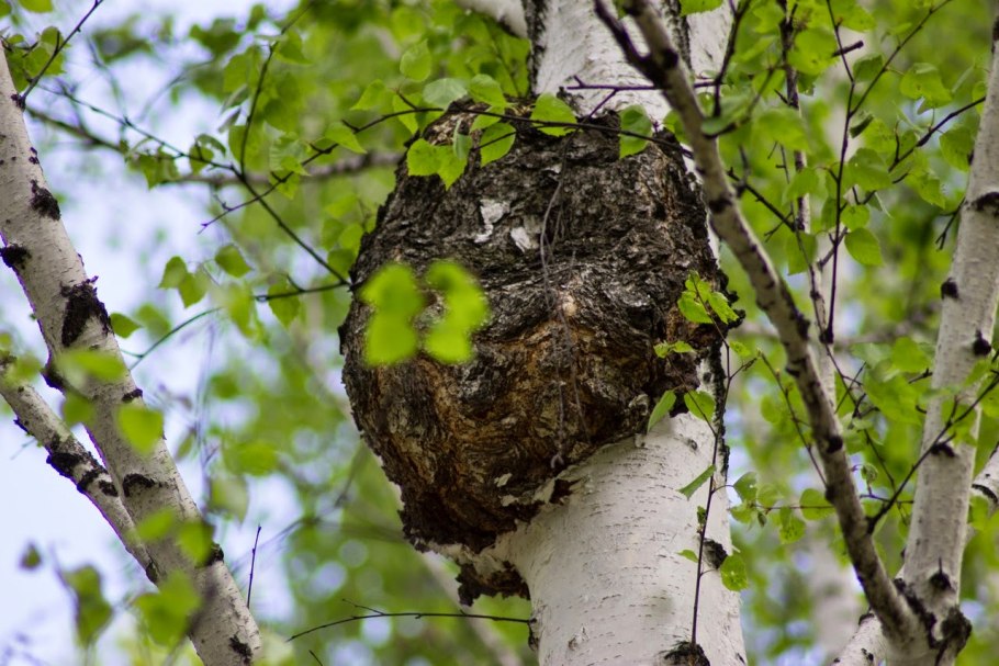 Гриб чага поселяясь на дереве