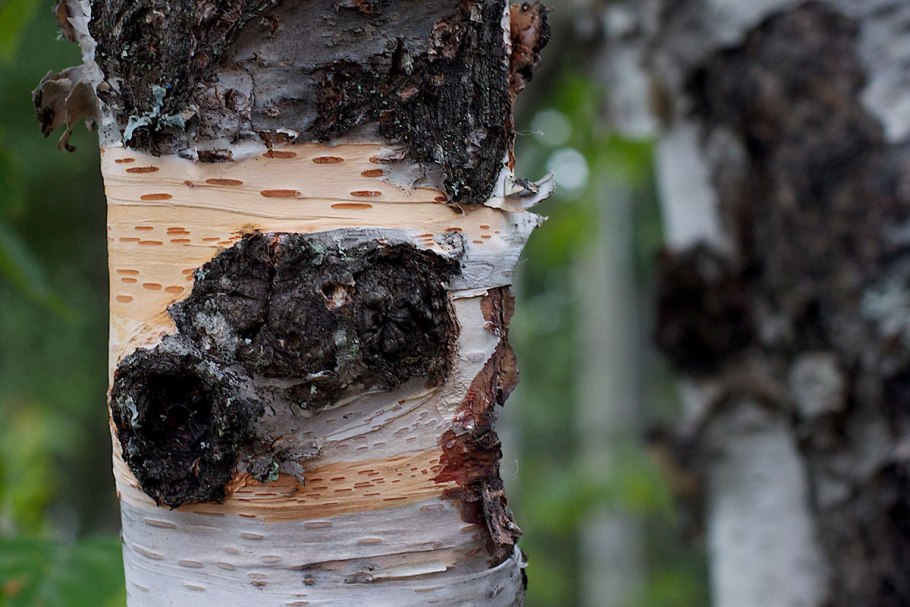 Трутовик Березовая чага