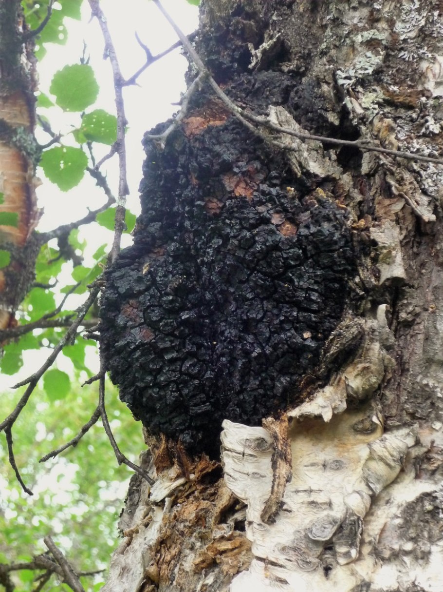 Чага Березовая