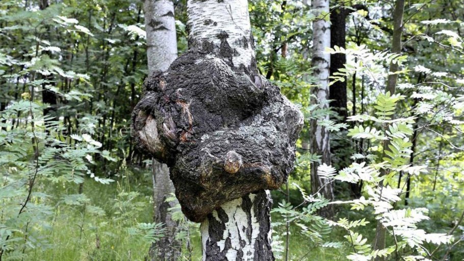 Сибирская чага гриб