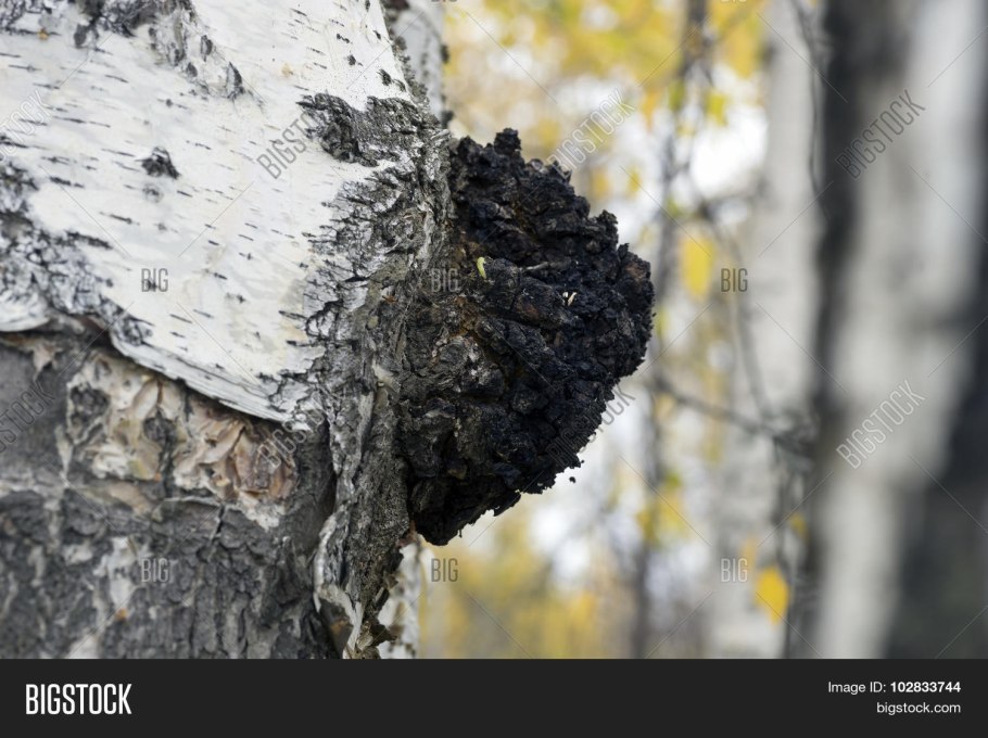 Чага березовый гриб Inonotus obliquus fungus betulinus