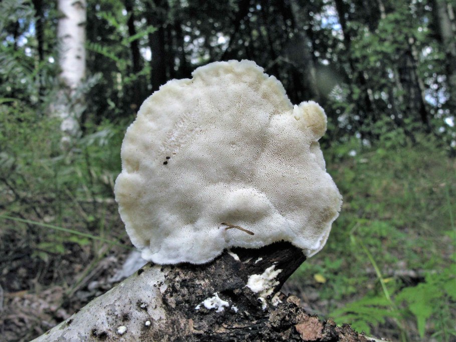 Гриб встречающийся в Березняках