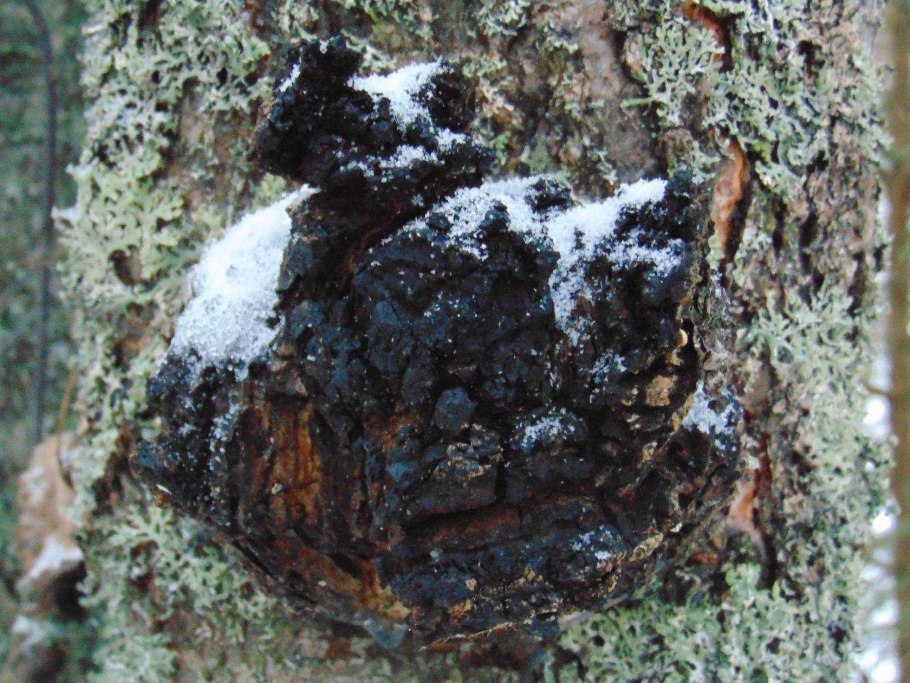 Черные наросты на стволе березы